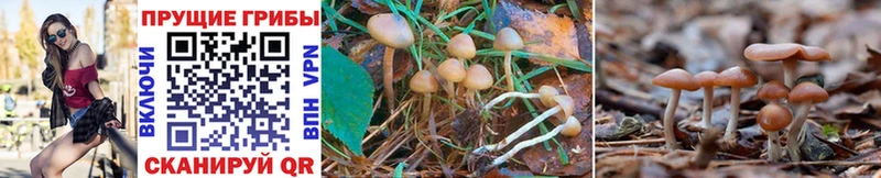 мега маркетплейс  где купить наркотик  Льгов  Псилоцибиновые грибы Psilocybe 
